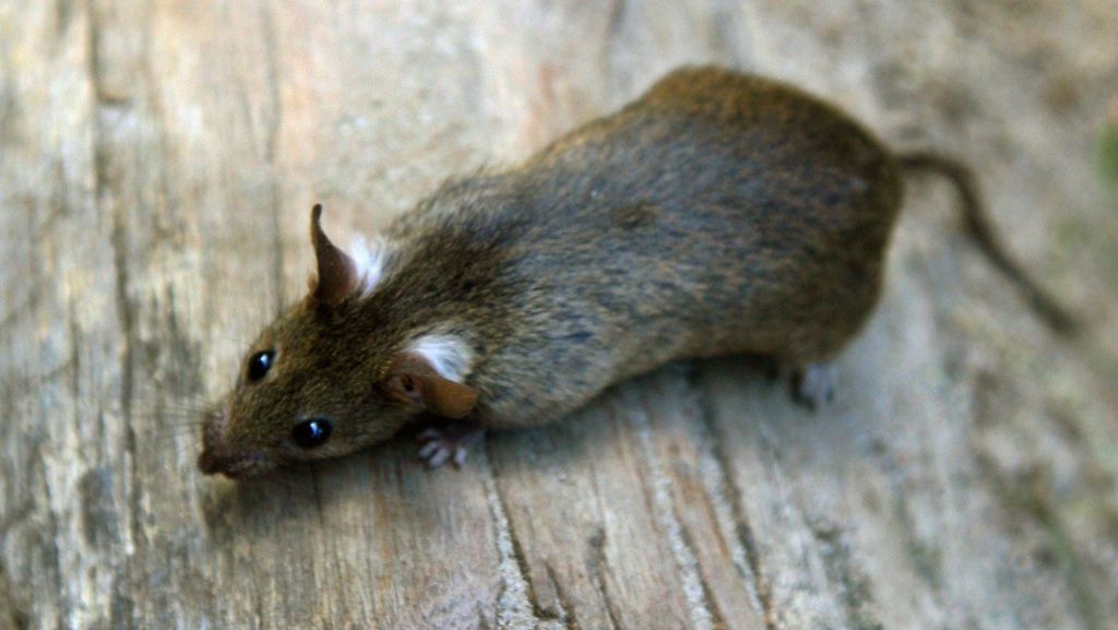 Rattenplage in Luginsland: Anwohner in Untertürkheim protestieren