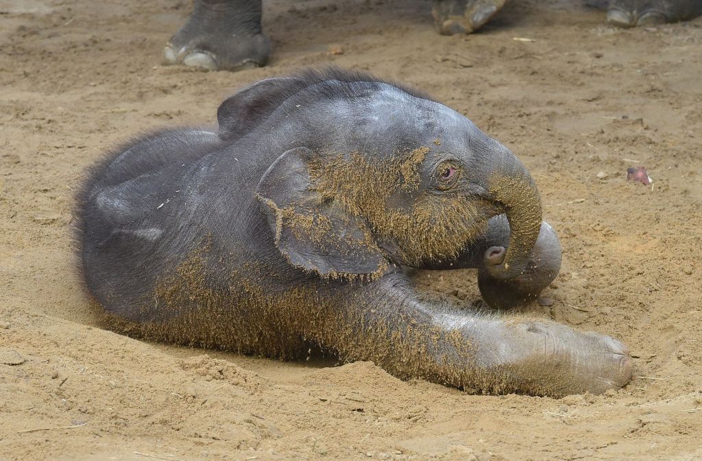 „Mäuschen“, wie die kleine Elefantendame gerufen wird, ist bereits das dritte Elefantenbaby im Zoo Hannover.