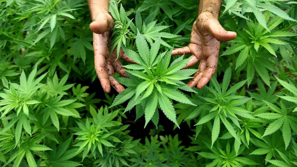 3,4 Milliarden Dollar: Cannabis-Megadeal in Nordamerika kurz vor Abschluss
