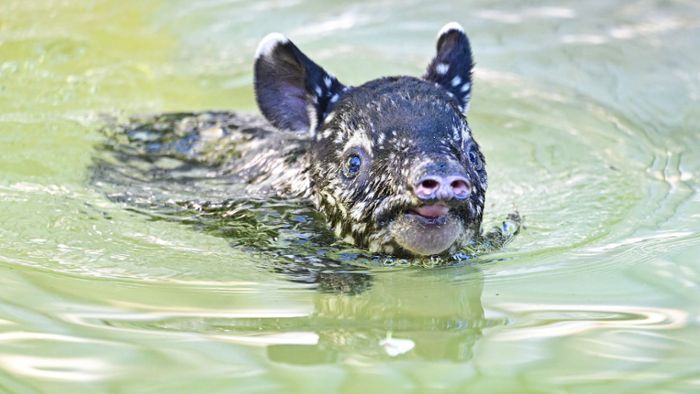Wilhelma-Nachwuchs: Tapir-Baby hat nun einen Namen