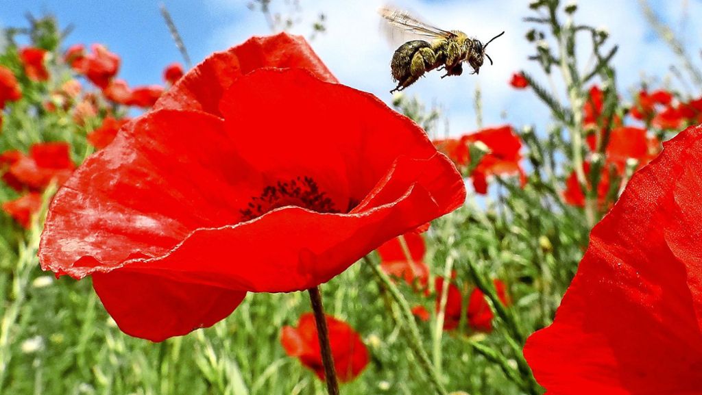  Sind die vom Institut Pro Biene im Volksbegehren Artenschutz gestellten Forderungen überzogen? Konventionelle Landwirte und auch Experten der Universität Hohenheim sagen ja. 