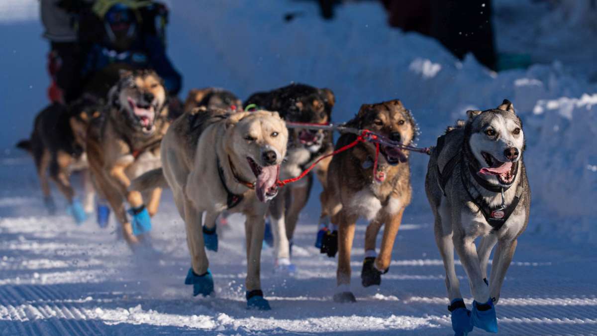 Alaska: Größtes Schlittenhunderennen der Welt gestartet