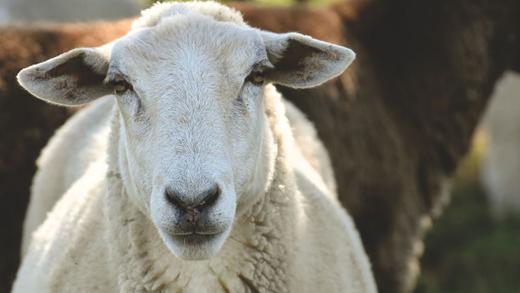 Polizeibericht aus Leonberg: Das zweite Schaf wurde auch getötet