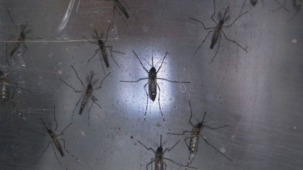 Gefährliches Virus: Erste Zika-Fälle in Dänemark und Costa Rica