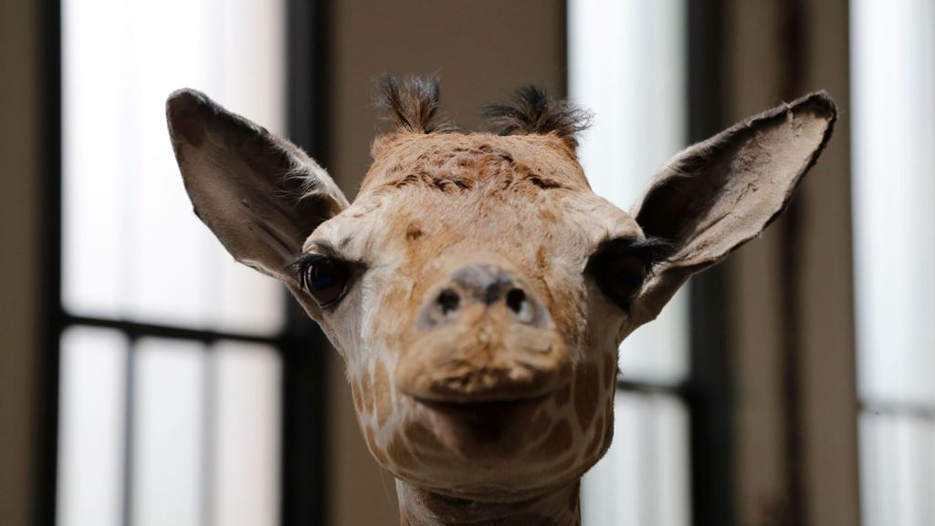 Zoo in den Niederlanden: Giraffe stranguliert sich an Astgabel