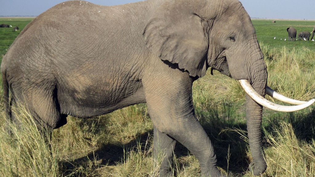 Südafrika: Elefant tötet Wilderer im Krüger-Nationalpark