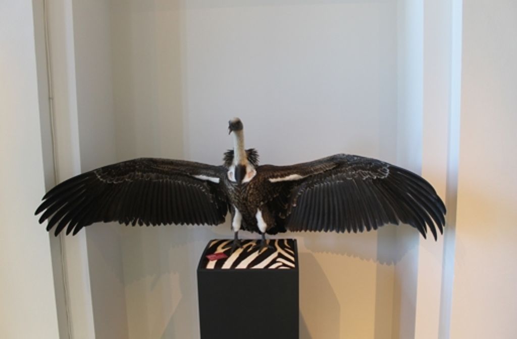 Beeindruckend: ein Sperbergeier kann eine Flügelspannweite von 2,40 Meter erreichen.