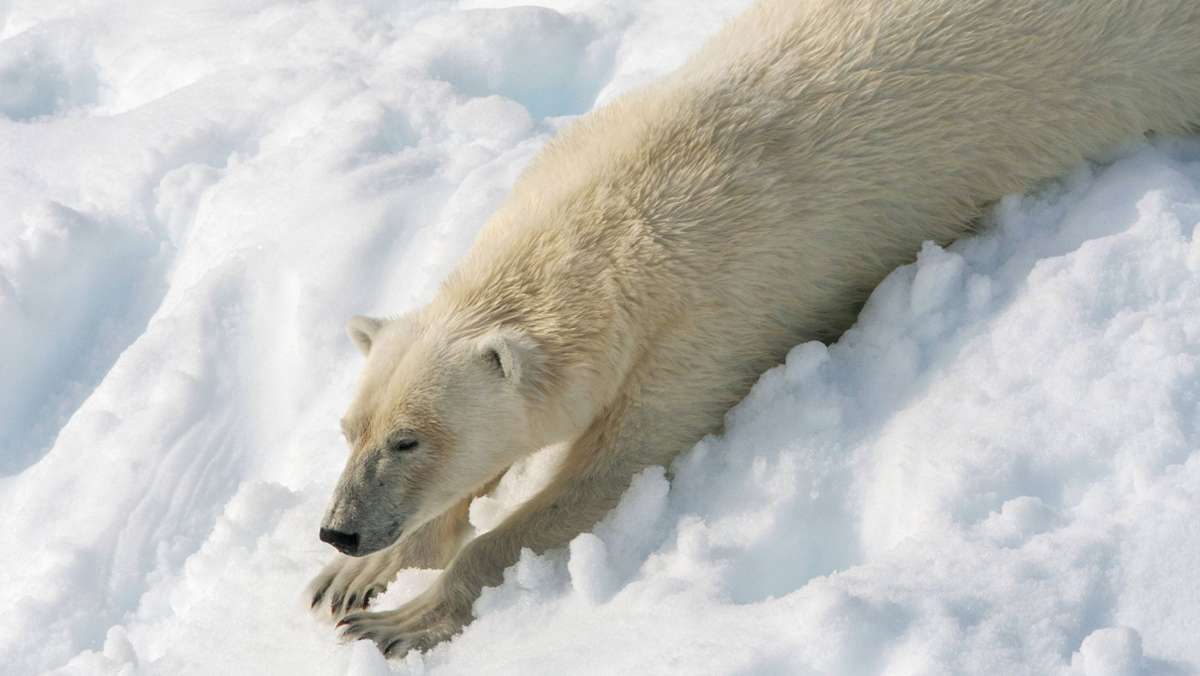 Süßes Video aus Spitzbergen: Dieser Eisbär genießt den norwegischen Schnee