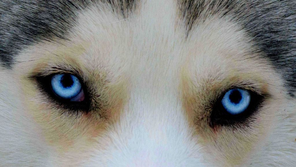  Amerikas erste Hunde kamen aus Sibirien. Warum sind sie wieder verschwunden? Forscher suchen Antworten. Und dann wäre da noch die „Rache der Indianerhunde“. 