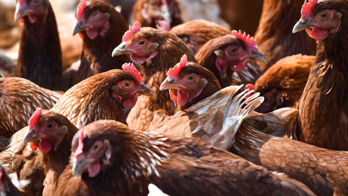 Vogelgrippe aus NRW: Gefahr im Südwesten gebannt – Sorgen bleiben