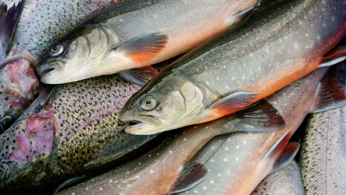 Frisch gefischt: Welchen Fisch kann man noch essen?