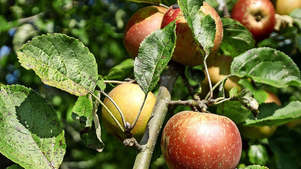 Äpfel sollen nicht verderben: Pflückaktionen mit flatternden Bändern