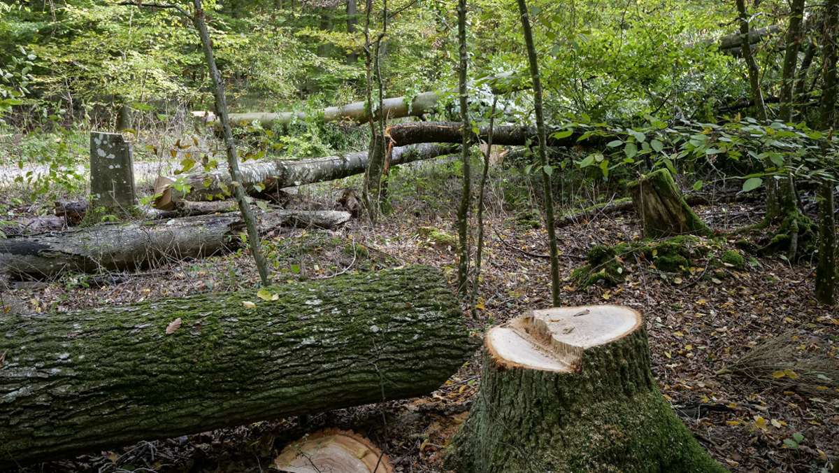 Im Forst von Heimerdingen und Hemmingen: Erneut  Bäume,  Hochsitz  und Wagen zerstört