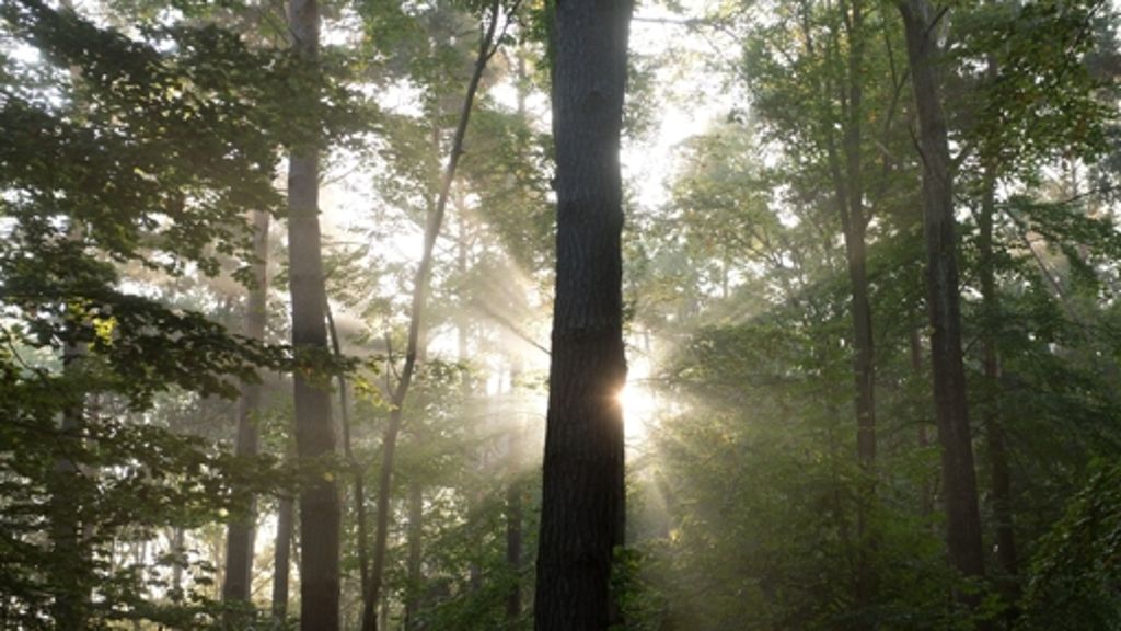 25 Jahre Schutzgemeinschaft Deutscher Wald: Die Forst-Lobbyisten
