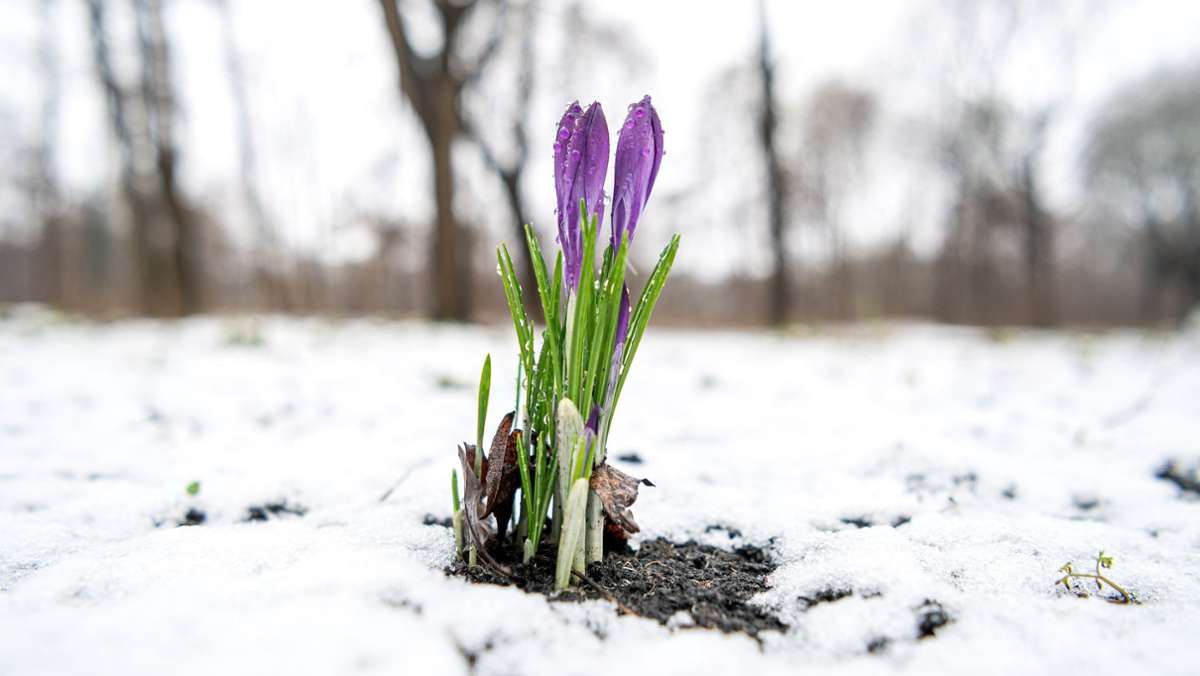 Warnung vor Gewitter und Böen: Der Schnee kommt wieder nach Baden-Württemberg