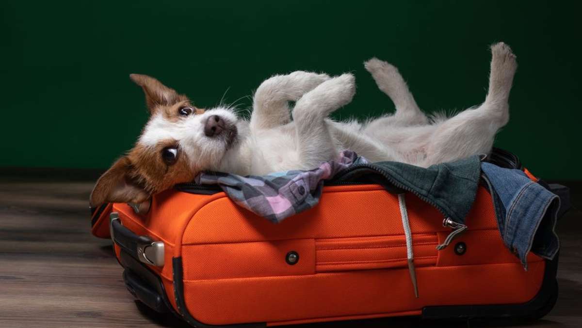 Die meisten Hundebesitzer möchten am liebsten gemeinsam mit ihrem Vierbeiner verreisen.