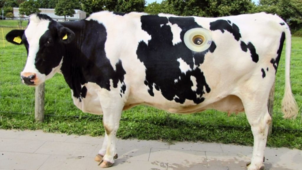 Uni Hohenheim: Aufschraubbare Kuh dient der Forschung
