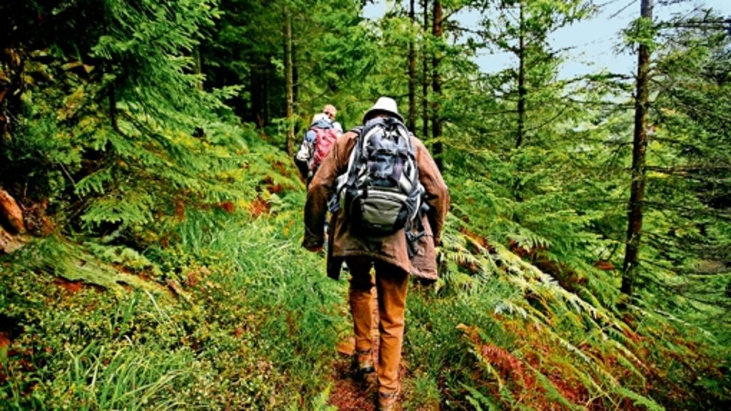 Bilanz nach einem Jahr: Nationalpark Schwarzwald lockt Besucher