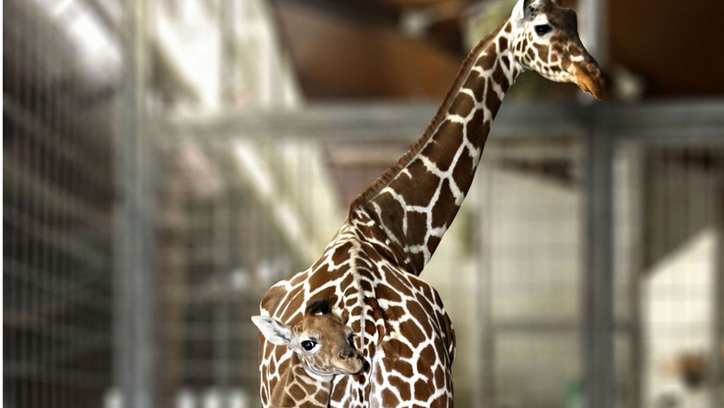 Corona-Krise in Stuttgarter Zoo: Wie der Wilhelma-Direktor zu Schlachtungen von Tieren steht