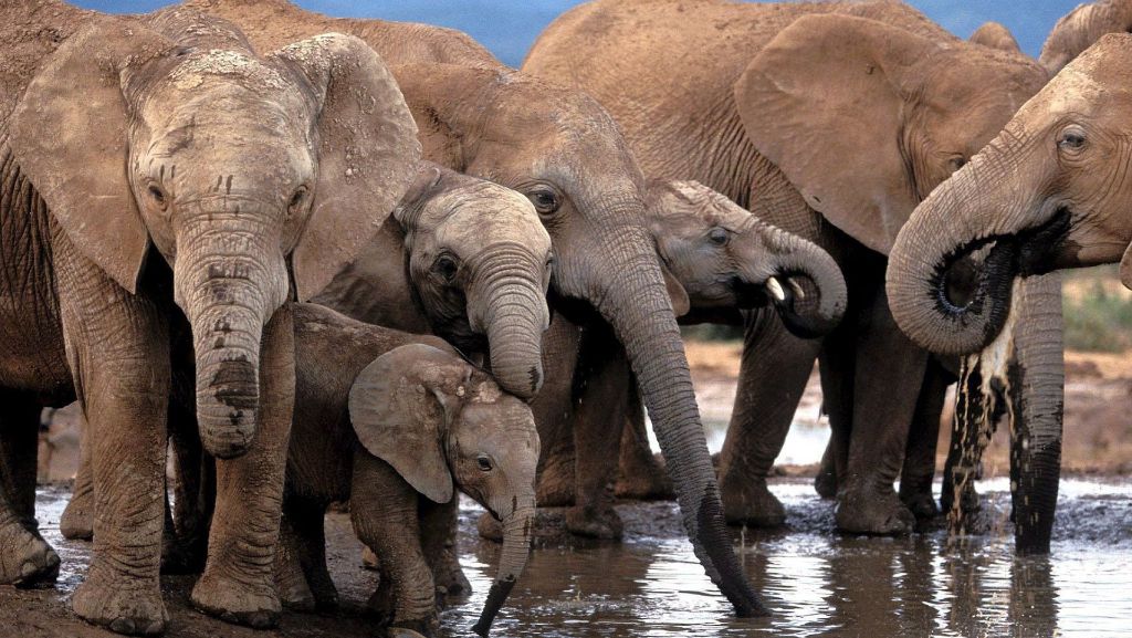 Simbabwe und Sambia: US-Regierung erlaubt wieder Import von Elefantentrophäen