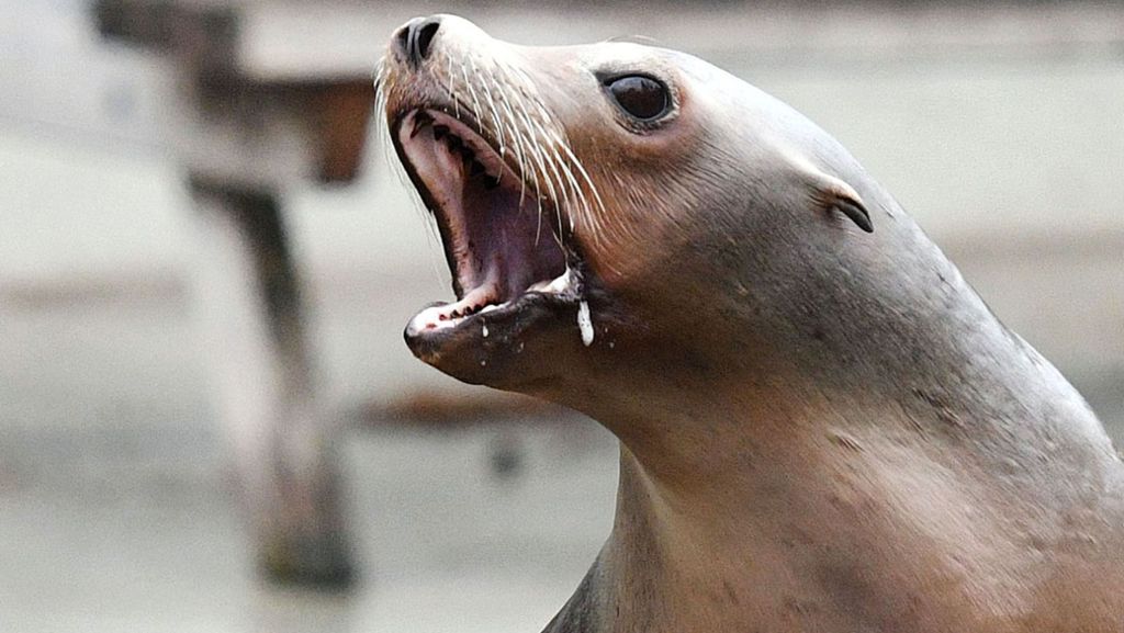 USA: Seelöwe erschreckt Urlauber am Strand