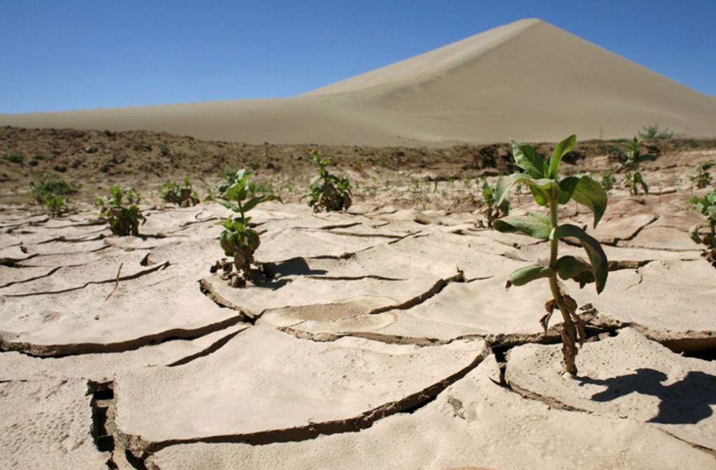 33 Prozent aller Böden weltweit gelten laut UN als degradiert.
