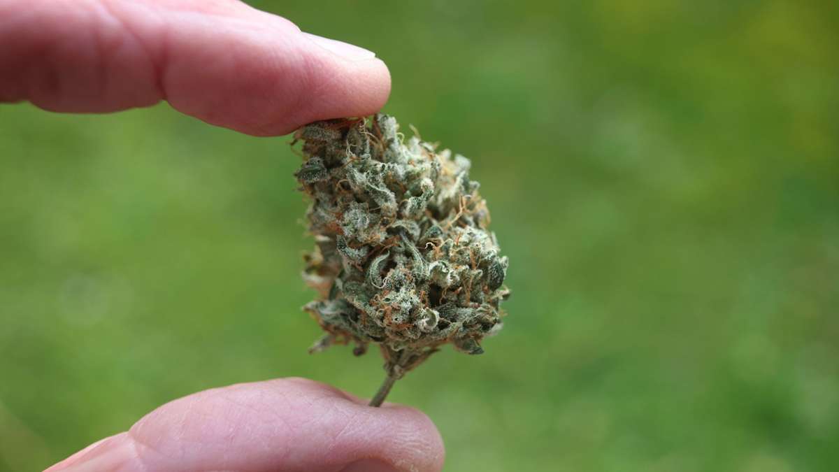 Legalisierung: Bundesrat macht Weg für Cannabis-Legalisierung frei