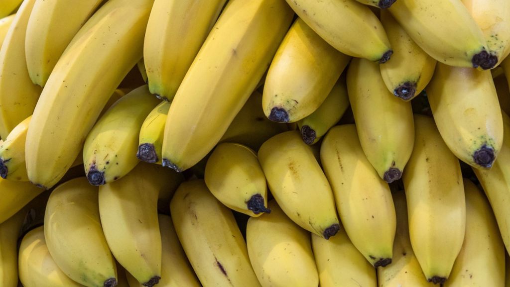 Rekordfund in Mecklenburg-Vorpommern: Aldi-Mitarbeiter entdecken halbe Tonne Kokain in Bananenkartons