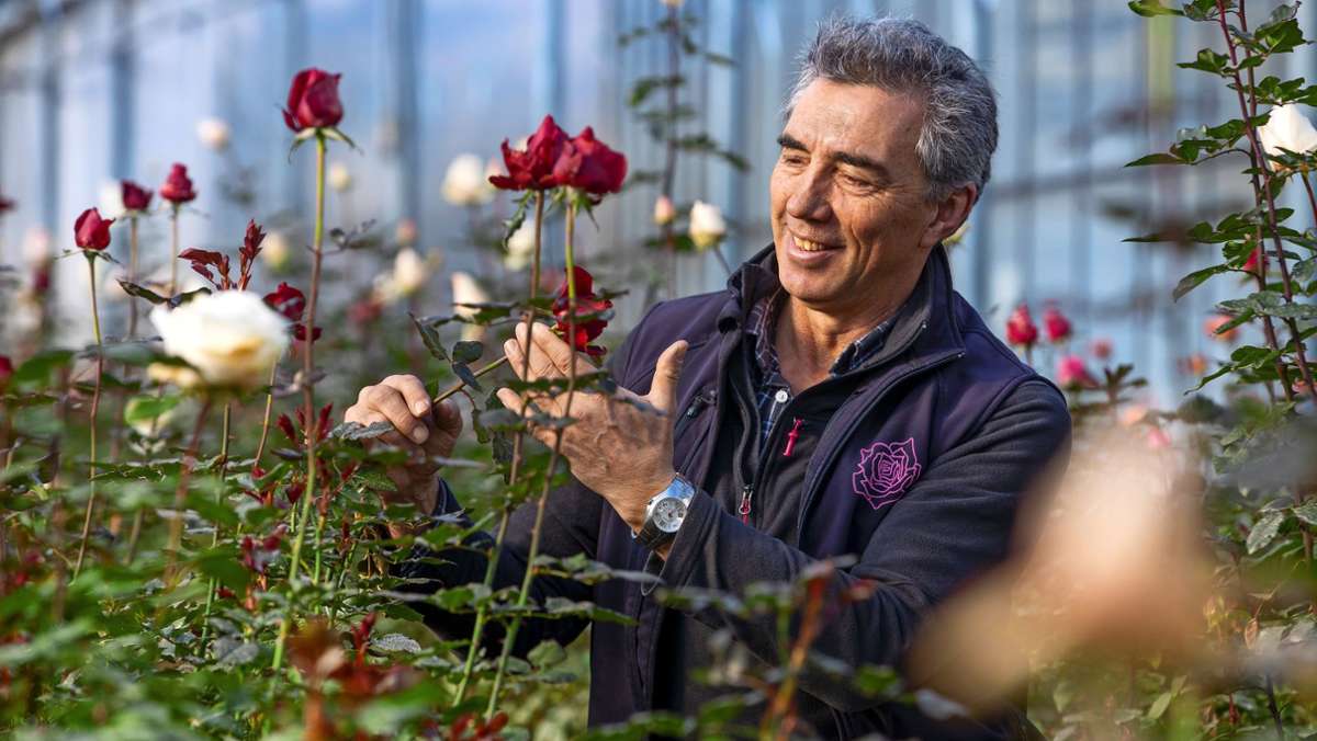 Gärtner und Floristen im Rems-Murr-Kreis: Aufwand für frühe Frühlingsboten wächst