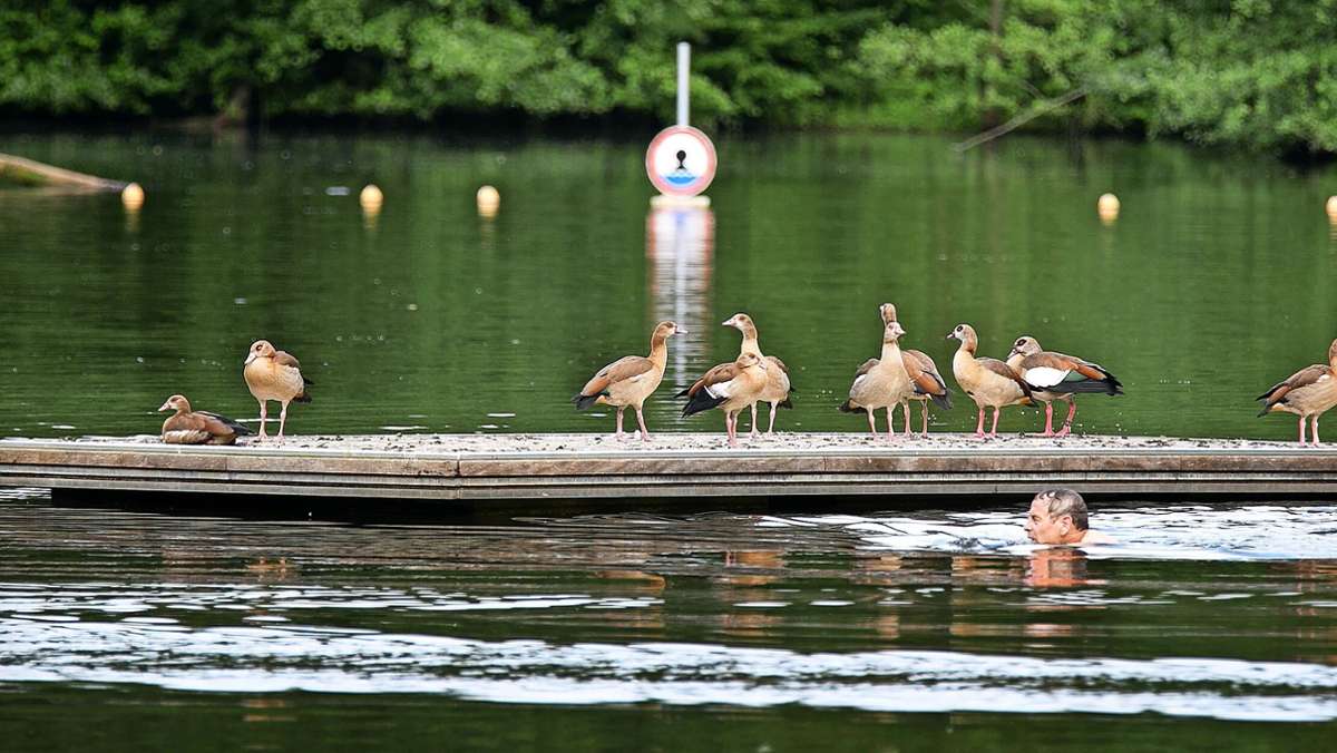 Exotische Vögel in Esslingen: Sind Nilgänse besser als ihr Ruf?