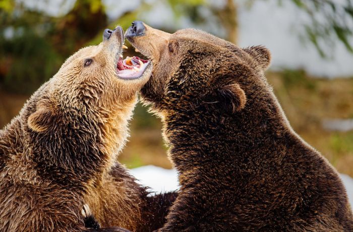 Wo sich Braunbären wohlfühlen könnten