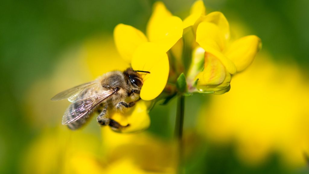 „Rettet die Bienen wird Gesetz: Artenschutz ist dem Land lieb und teuer