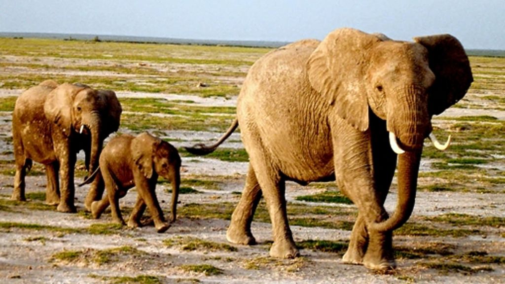 Biologie: Wenn sich Elefanten unterhalten