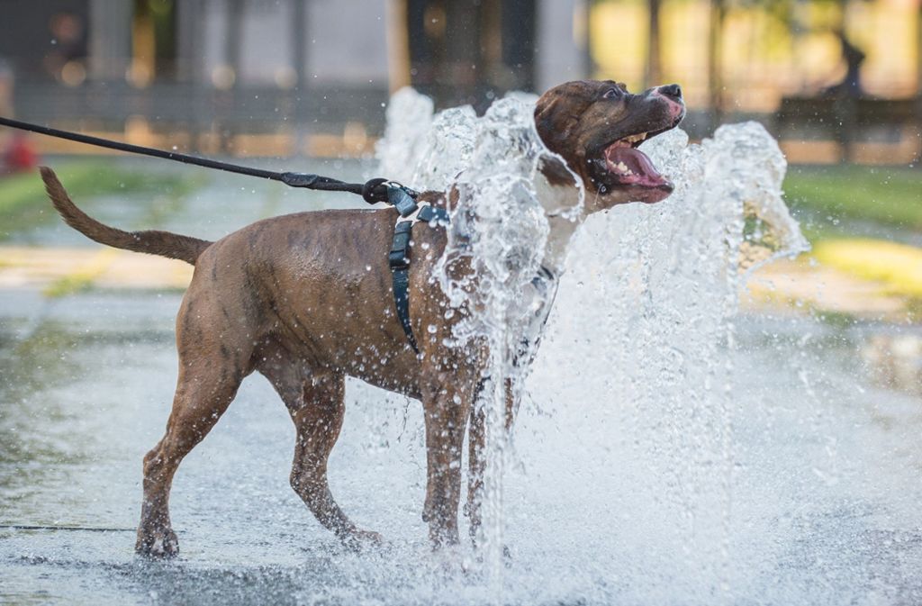 Crailsheim Entlaufener Hund überrascht Polizisten unter der Dusche