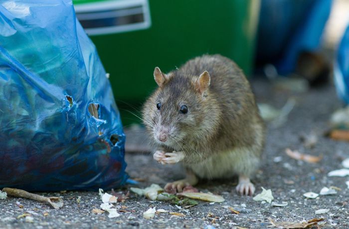 So will  die Stadt die Ratten wieder loswerden