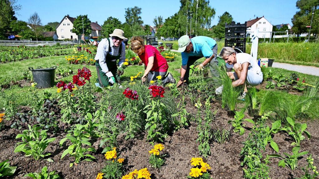 Große Pflanzaktion in Rechberghausen: Ein bisschen Gartenschau kehrt ins Töbele zurück