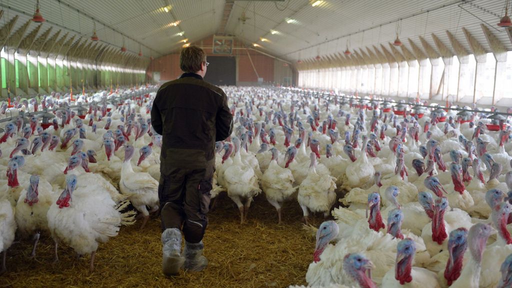 Vogelgrippe in Ungarn: Behörden keulen mehr als 50 000 Tiere