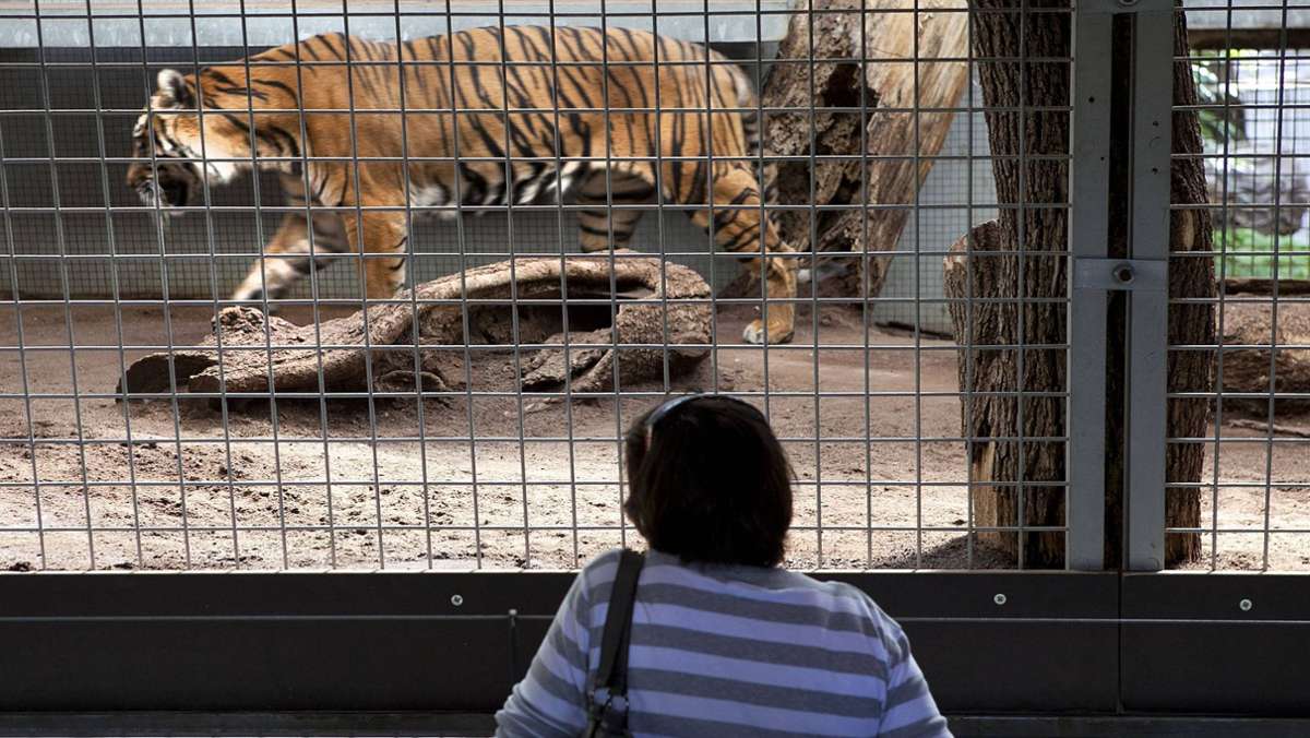 Nach Tiger-Attacke in Zürich: Diese Vorkehrungen trifft die Stuttgarter Wilhelma bei den Raubkatzen
