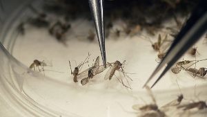 Forscher bitten zur Zika-Infektion