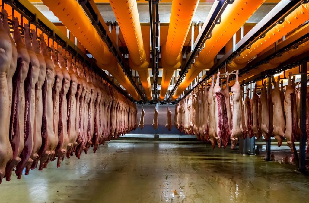 Rund 100 000 Schweine werden wöchentlich in diesem Schlachthaus in Dänemark getötet. 150 Besucher schauen sich täglich den Betrieb an.