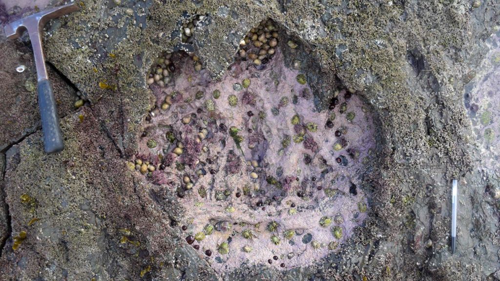 Sensation in Schottland: Riesige Dinosaurier-Fußabdrücke entdeckt