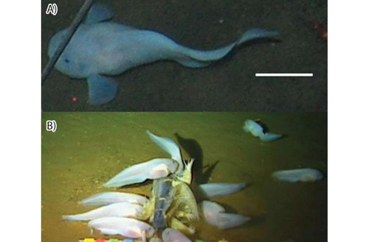 8098 Meter: Pseudoliparis swirei ist ein Tiefseefisch aus der Familie der Scheibenbäuche. Er lebt im Marianengraben im nordwestlichen Pazifik in sehr großen Tiefen. Videoaufnahmen von Fischen, die wie Pseudoliparis swirei aussehen, gibt es aus Tiefen bis 8098 Metern.