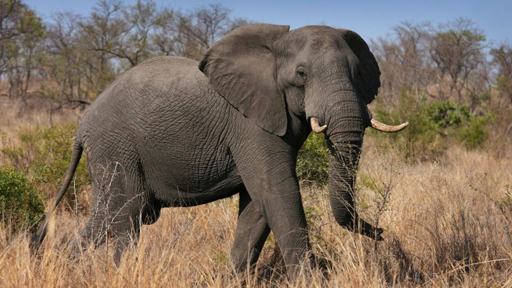 Botsuana: Wilderer töten fast 90 Elefanten in Afrika