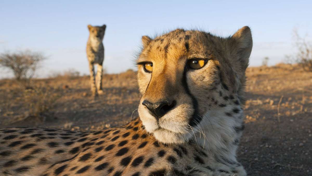 Raubkatzen in Namibia: So tauschen sich  Geparde aus