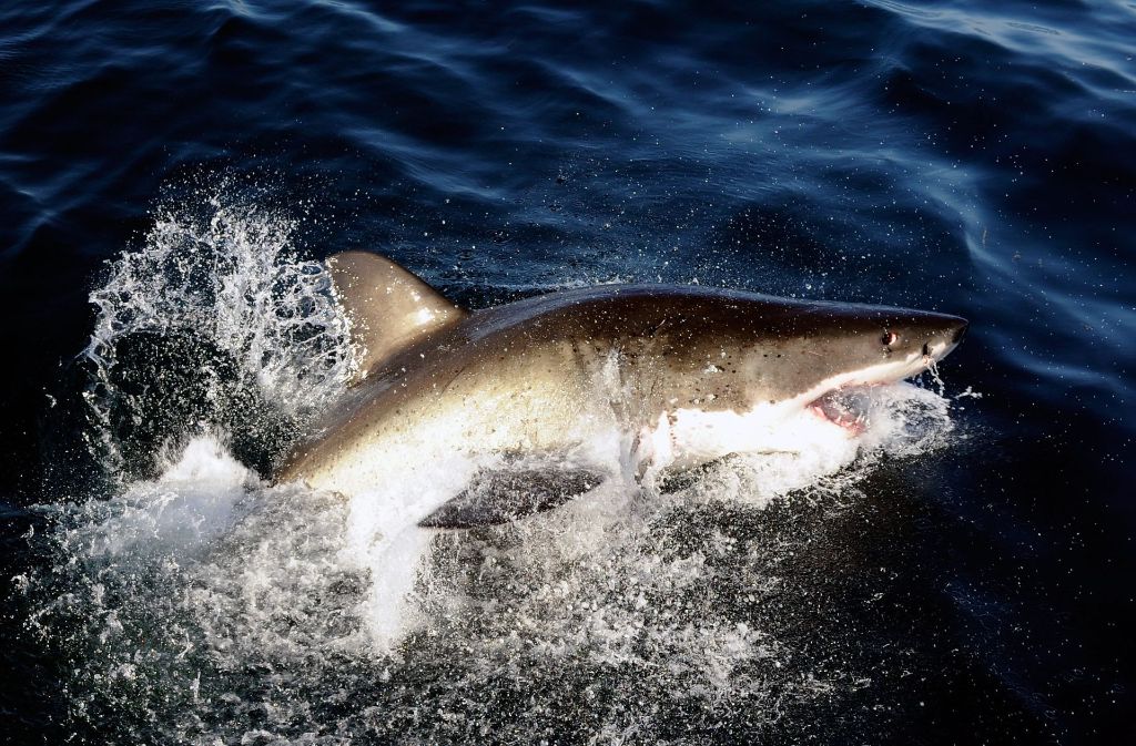 Seit Jahresanfang sind vor der Küste Kaliforniens bereits mehrfach Haie gesichtet worden. Foto:  