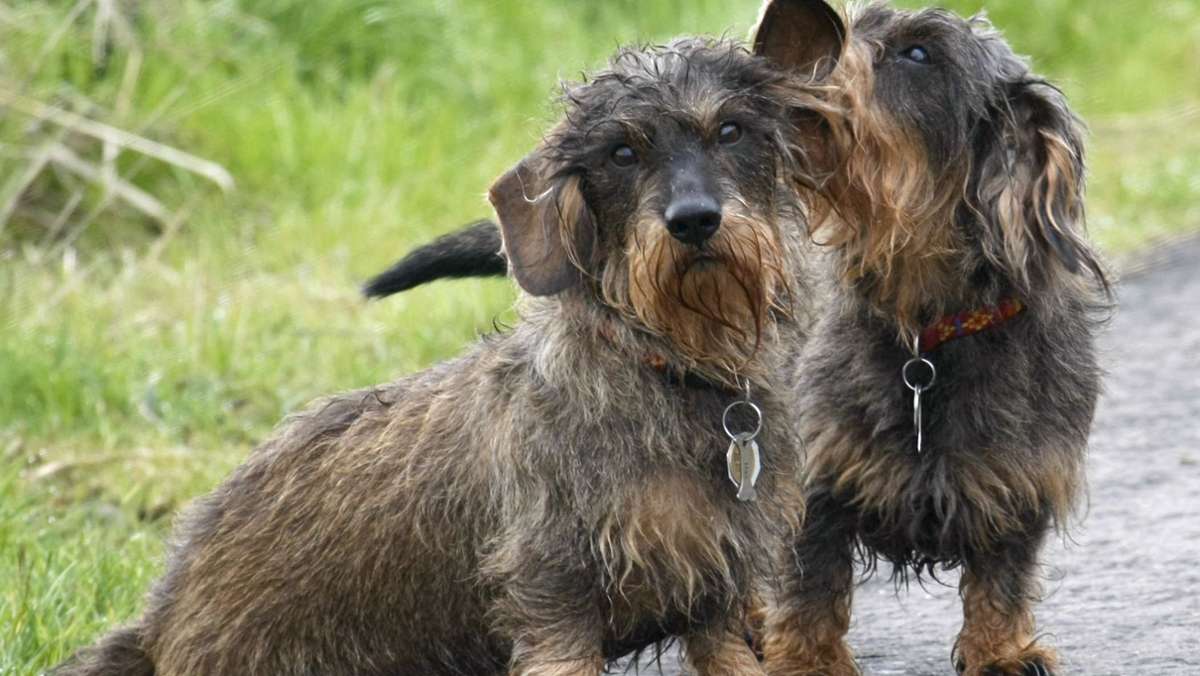 Tiere mit Mikrochip gekennzeichnet: Hamburg schafft die Hundemarke ab