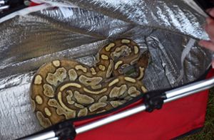 Mittlerweile neun Schlangen am Tälesee entdeckt