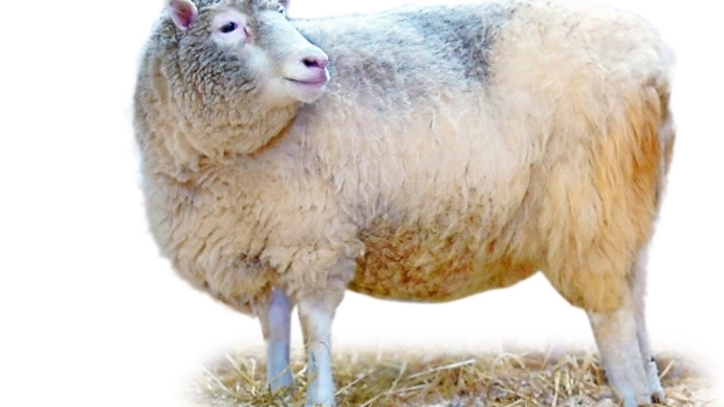 Tierschutz: Veterinäramt stellt Schafe sicher
