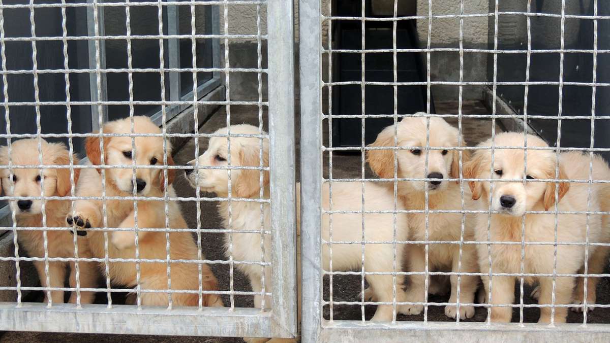 Südwest-Polizei nimmt Verdächtigen fest: Etliche Hundewelpen illegal nach Deutschland gebracht und verkauft