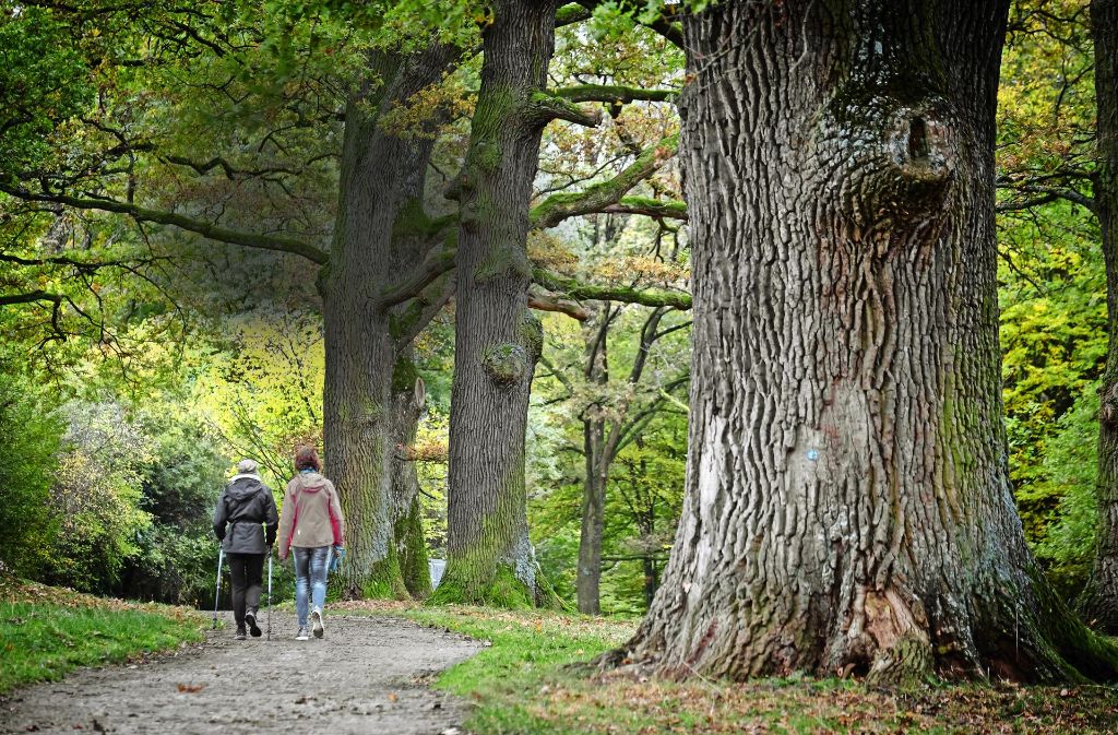 Der Eichenhain, das 34,2 Hektar große Naturschutzgebiet am Rande des Stadtbezirks Sillenbuch, bietet einen hohen Erholungswert.